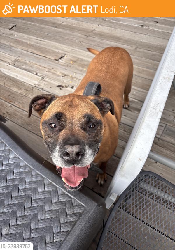 Found/Stray Male Dog last seen by a tanning salon, Lodi, CA 95242