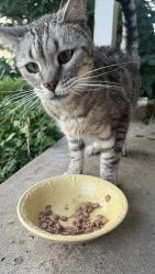Found/Stray Male Cat last seen Ann Richards School, Austin, TX 78704