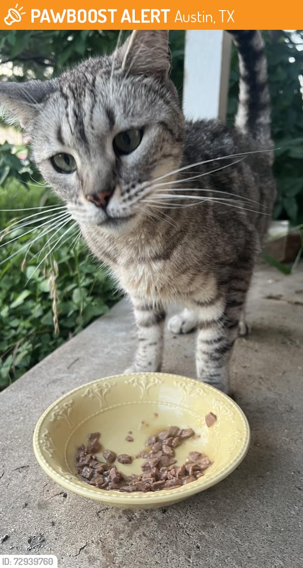 Found/Stray Male Cat last seen Ann Richards School, Austin, TX 78704