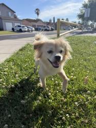 Found/Stray Male Dog last seen Marion Mix Elementary (Franklin Blvd. / Laguna Park Drive), Elk Grove, CA 95758
