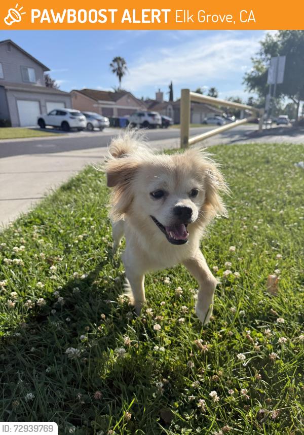 Found/Stray Male Dog last seen Marion Mix Elementary (Franklin Blvd. / Laguna Park Drive), Elk Grove, CA 95758
