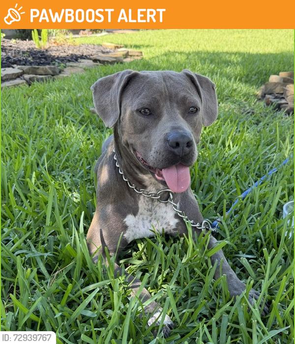 Found/Stray Female Dog last seen Havelock Drive and Caraquet, Montgomery County, TX 77386