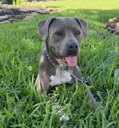 Found/Stray Female Dog last seen Havelock Drive and Caraquet, Montgomery County, TX 77386