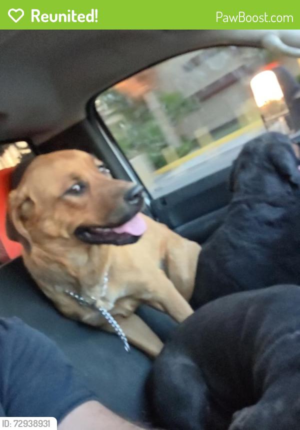 Reunited Female Dog last seen Dean martin, Las Vegas, NV 89118