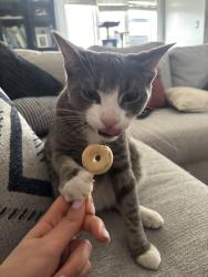 Reunited Male Cat last seen Mountain Equipment  company , Burlington, ON L7R 2J9