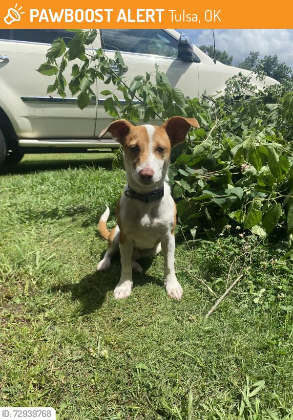 Found/Stray Male Dog last seen North Johnstown Ave , Tulsa, OK 74126