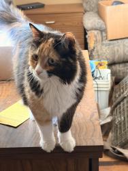 Lost Female Cat last seen Bountiful Blvd, Bountiful, UT 84010