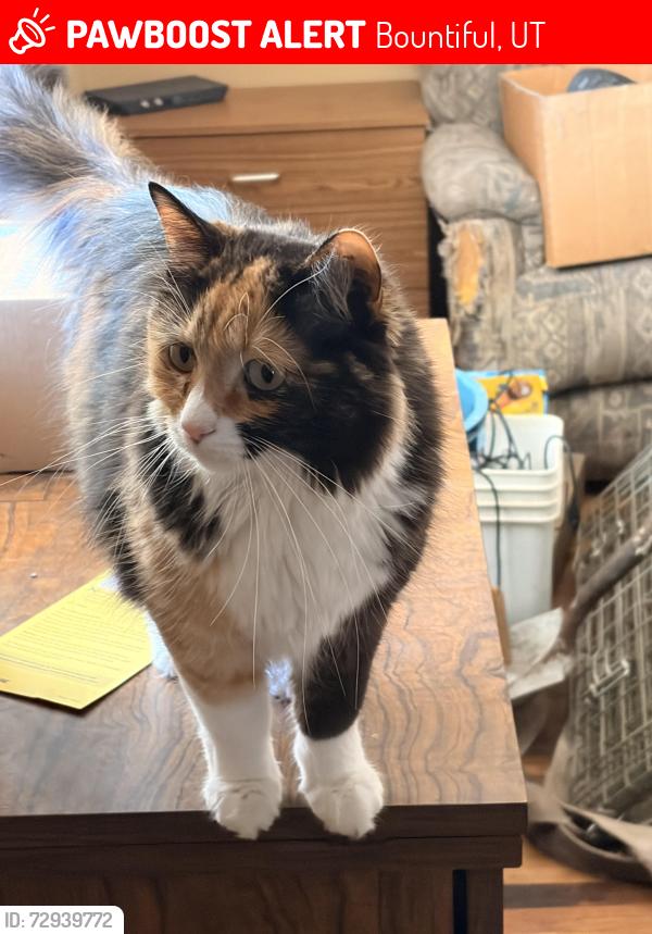 Lost Female Cat last seen Bountiful Blvd, Bountiful, UT 84010