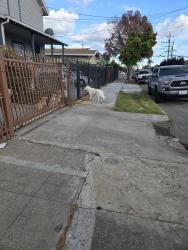 Found/Stray Male Dog last seen Walnut st , Oakland, CA 94603