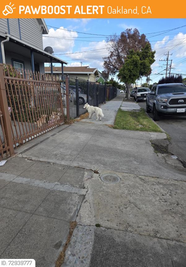 Found/Stray Male Dog last seen Walnut st , Oakland, CA 94603