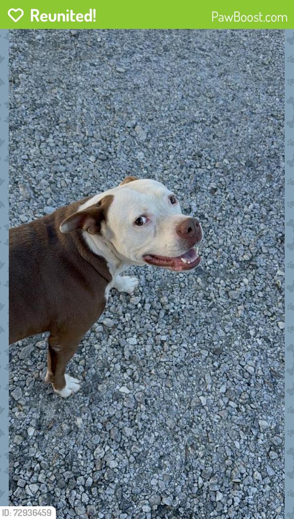 Reunited Male Dog last seen Apple Hill Rd, Easley, SC 29642, USA, Easley, SC 29642
