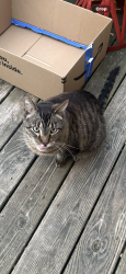 Found/Stray Unknown Cat last seen Ruth, Saint Paul, MN 55119