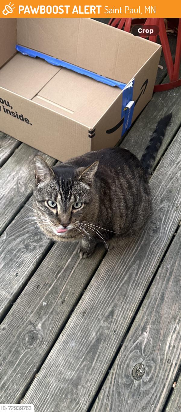 Found/Stray Unknown Cat last seen Ruth, Saint Paul, MN 55119