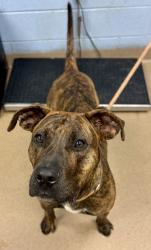 Shelter Stray Female Dog last seen Dawn Drive & Tilson Rd Decatur, GA, 30002, GA, Atlanta, GA 30341