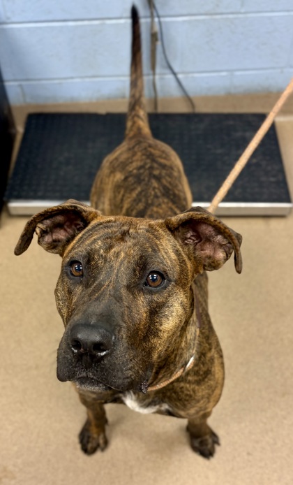 Shelter Stray Female Dog last seen Dawn Drive & Tilson Rd Decatur, GA, 30002, GA, Atlanta, GA 30341