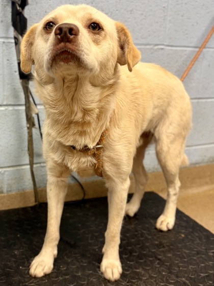Shelter Stray Male Dog last seen Near Stewart Rd, 30340, GA, Atlanta, GA 30341