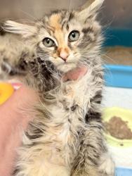 Shelter Stray Female Cat last seen Oakland, CA 94601, Oakland, CA 94601
