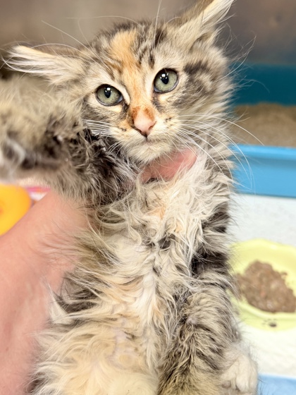 Shelter Stray Female Cat last seen Oakland, CA 94601, Oakland, CA 94601