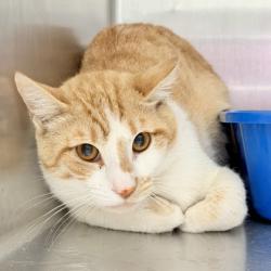 Shelter Stray Male Cat last seen Oakland, CA , Oakland, CA 94601