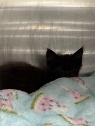 Shelter Stray Male Cat last seen Oakland, CA , Oakland, CA 94601