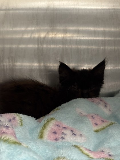 Shelter Stray Male Cat last seen Oakland, CA , Oakland, CA 94601