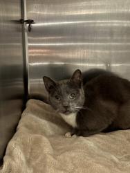 Shelter Stray Male Cat last seen Oakland, CA , Oakland, CA 94601