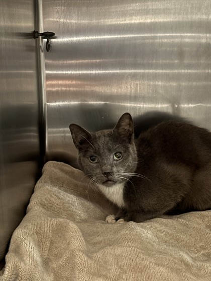 Shelter Stray Male Cat last seen Oakland, CA , Oakland, CA 94601