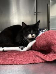 Shelter Stray Female Cat last seen Oakland, CA , Oakland, CA 94601