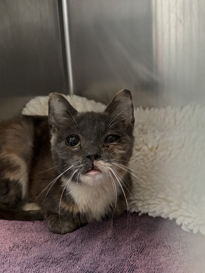 Shelter Stray Female Cat last seen Oakland, CA , Oakland, CA 94601