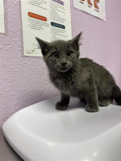 Shelter Stray Male Cat last seen Near SMOKEY POINT, EL PASO, TX, 79938, CITY of El Paso, TX, Fort Bliss, TX 79906