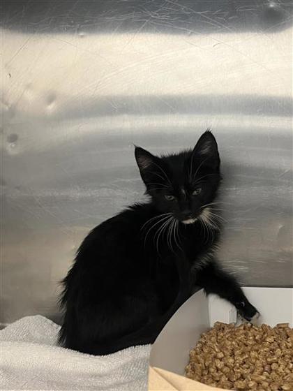 Shelter Stray Female Cat last seen El Paso, TX 79904, Fort Bliss, TX 79906