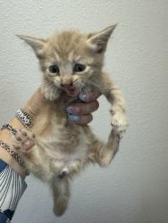 Shelter Stray Female Cat last seen Unknown, 75149, , Mesquite, TX 75149