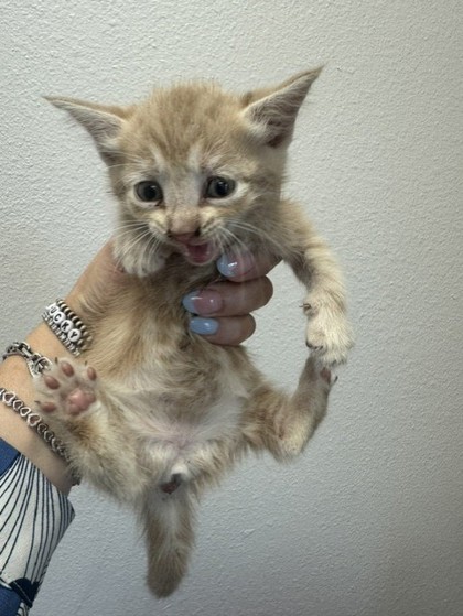 Shelter Stray Female Cat last seen Unknown, 75149, , Mesquite, TX 75149
