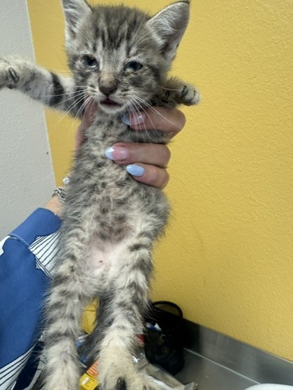 Shelter Stray Male Cat last seen Unknown, 75149, , Mesquite, TX 75149