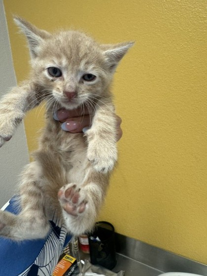 Shelter Stray Male Cat last seen Unknown, 75149, , Mesquite, TX 75149