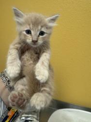 Shelter Stray Male Cat last seen Unknown, 75149, , Mesquite, TX 75149