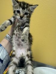 Shelter Stray Female Cat last seen Unknown, 75149, , Mesquite, TX 75149