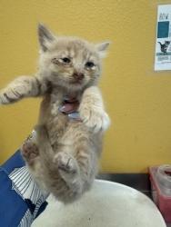 Shelter Stray Male Cat last seen Unknown, 75149, , Mesquite, TX 75149