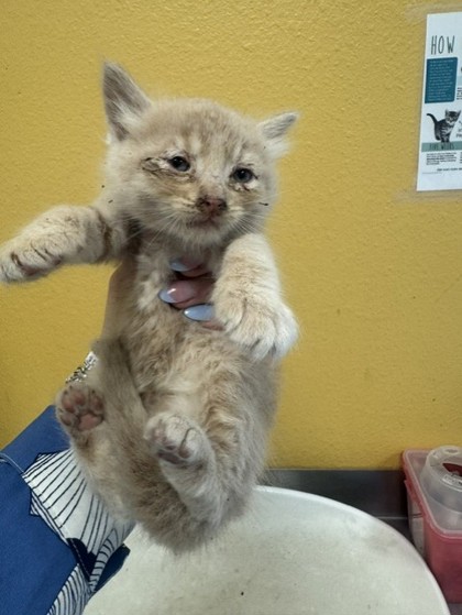 Shelter Stray Male Cat last seen Unknown, 75149, , Mesquite, TX 75149