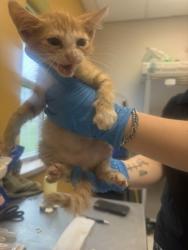 Shelter Stray Male Cat last seen High Meadow Dr, 75181, TX, Mesquite, TX 75149