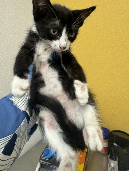 Shelter Stray Male Cat last seen High Meadow Dr, 75181, TX, Mesquite, TX 75149