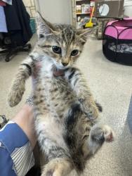 Shelter Stray Female Cat last seen High Meadow Dr, 75181, TX, Mesquite, TX 75149