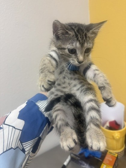 Shelter Stray Female Cat last seen High Meadow Dr, 75181, TX, Mesquite, TX 75149