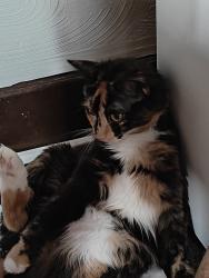 Reunited Female Cat last seen Near E 12th Ave, hmstd, PA 15120, USA, Homestead, PA 15120