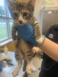 Shelter Stray Male Cat last seen High Meadow Dr, 75181, TX, Mesquite, TX 75149