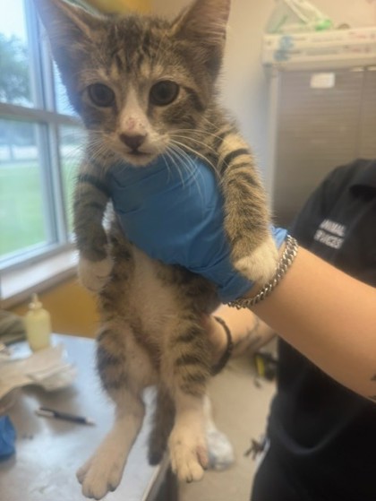 Shelter Stray Male Cat last seen High Meadow Dr, 75181, TX, Mesquite, TX 75149