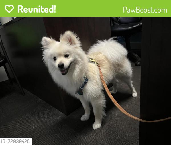 Reunited Male Dog last seen Ito Ct and Henson. Or Pastor Timothy street , San Diego, CA 92114