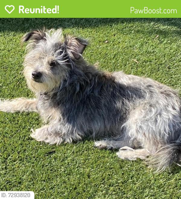 Reunited Male Dog last seen Amber lane, Escondido, CA 92026