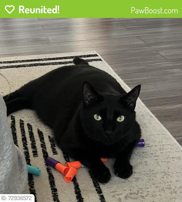 Reunited Male Cat last seen Hancock Bridge Parkway cultural blvd, Cape Coral, FL 33909
