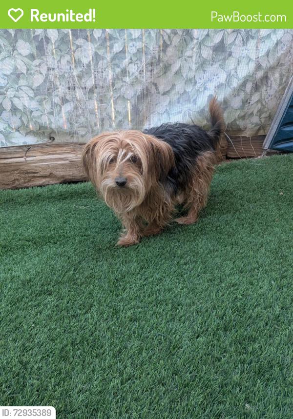 Reunited Male Dog last seen Monterrey East and Eric Dr NE, Albuquerque, NM 87109